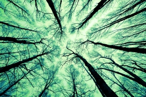 looking thru trees to sky